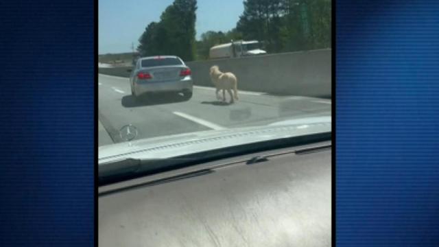 Pony gets loose on I-85 in South Carolina, causes multiple wrecks