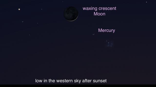 Look for Moon and Mercury early next week