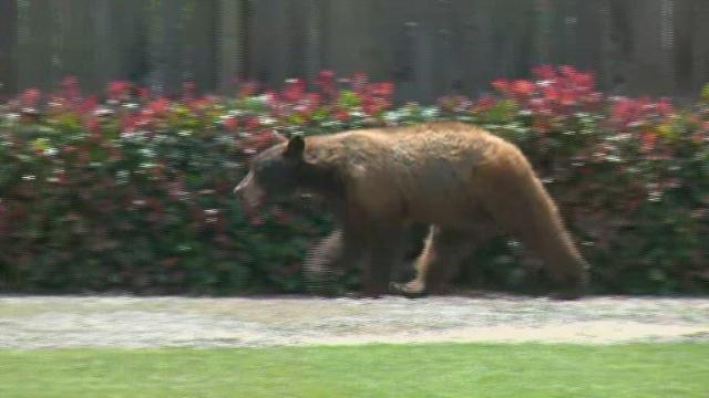 Black bear seen roaming California neighborhood