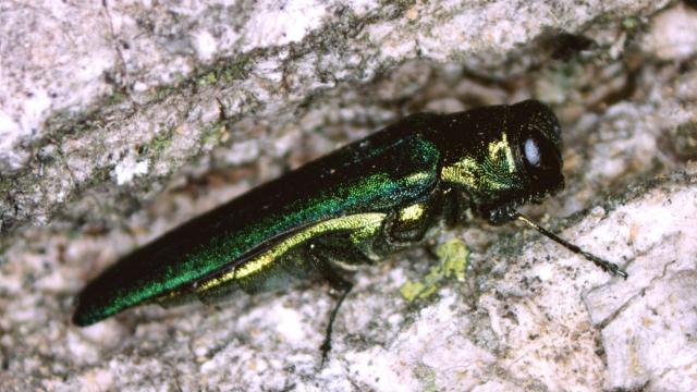 A beetle smaller than a quarter could wipe out North Carolina's ash trees
