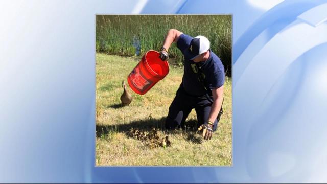 Apex fire department rescues 13 baby ducks from storm drain