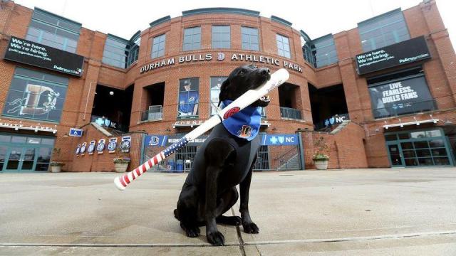 Ripken the bat dog, football tee retriever finds fame