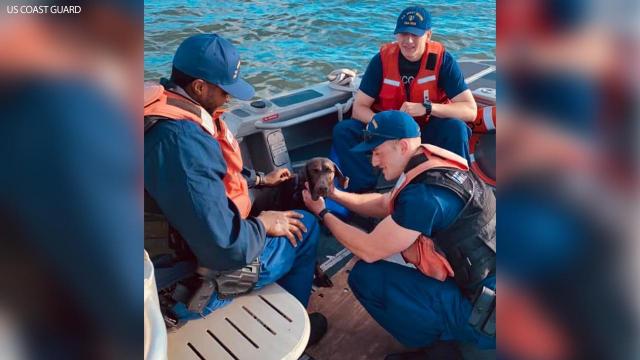 Caught on cam: Coast Guard rescues dog from Pamlico Sound
