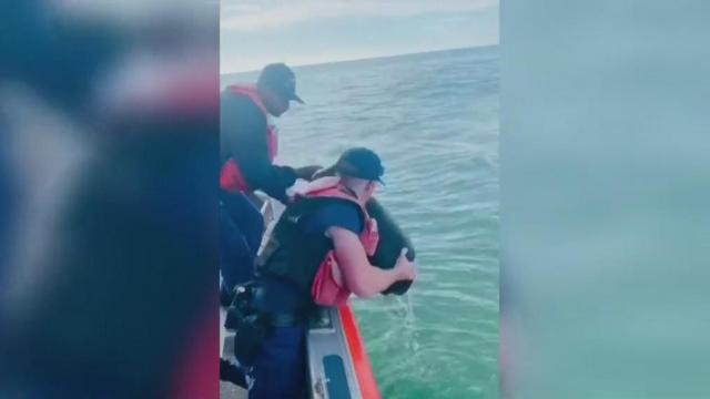 Caught on cam: Coast Guard crews rescue dog