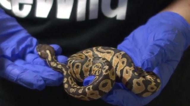 Mushroom forager rescues abandoned baby ball pythons in Durham
