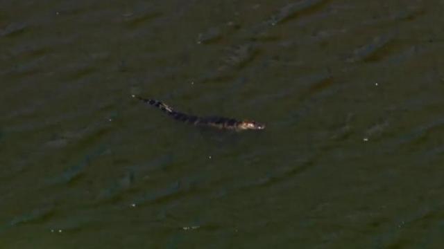2 rescued after minivan crashed into Florida alligator-infested retention pond