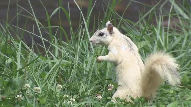 Bobby, Betty and Bella: Meet the woman caring for Brevard's beloved white squirrels 