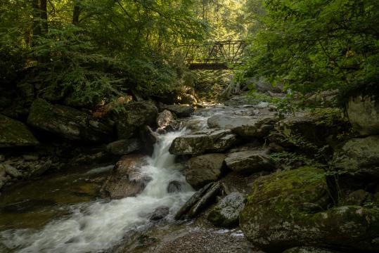 Sun Begins To Filter Into Enloe Creek In Great Smoky Mountains National Park. Places to visit in North Carolina.