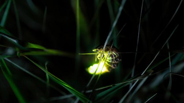 Light pollution is major threat to NC's diverse firefly population, scientists say 