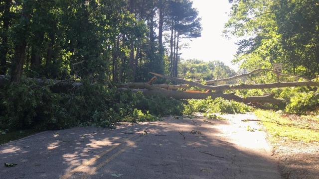 Photos: Severe thunderstorms bring down trees across the Triangle 