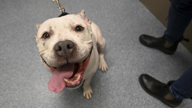 Wake County offers $25 pit bull adoption fee for October