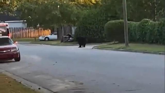 Black bear spotted in Greenville near ECU