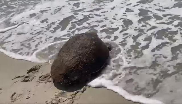 'She was pretty exhausted and hot': NPS workers help disoriented sea turtle