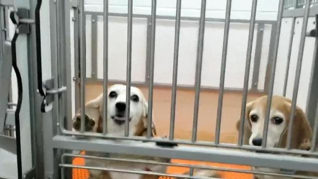 Triangle-based rescue asking for help fostering labratory beagles