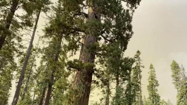 Fire at Yosemite National Park surpasses 2,000 acres