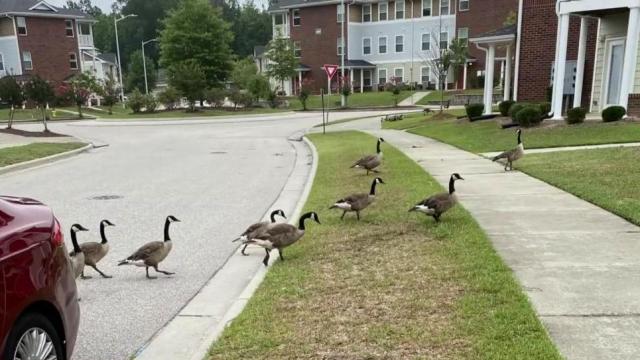 Woman says her disorder worsened by abundance of goose poop at apartment complex
