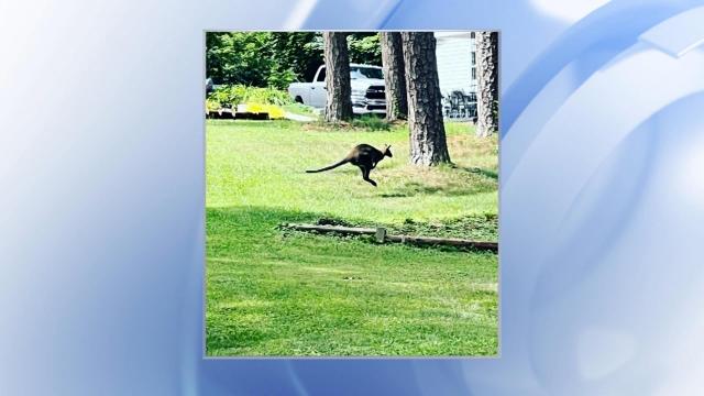 'A sight to see': Neighbors spot wallaby hopping around western NC community