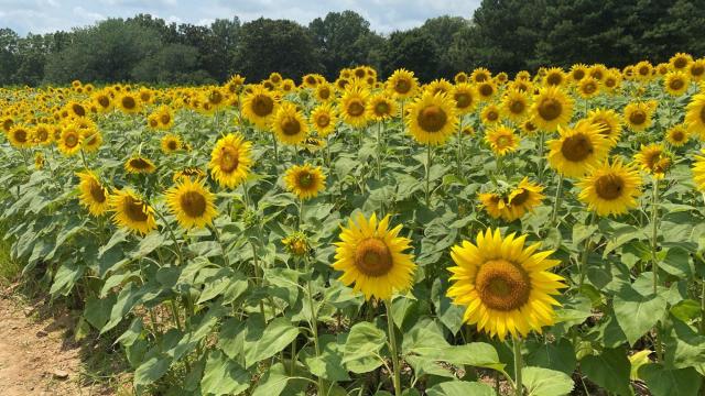 Festival and picnic at Dix Park sunflowers highlights artists and entrepreneurs
