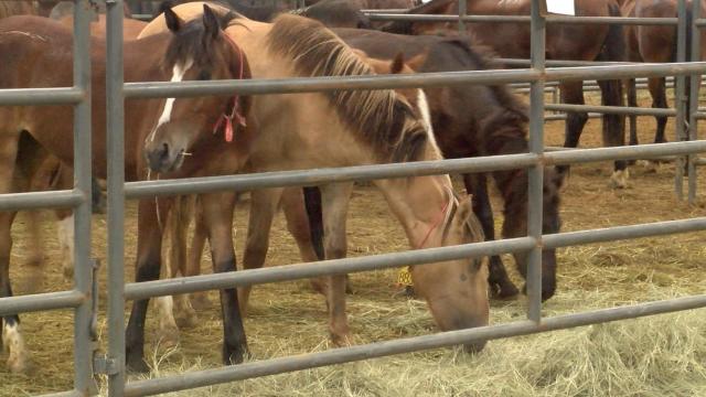 NC horse adoption event showing kids with traumatic past better days are ahead 