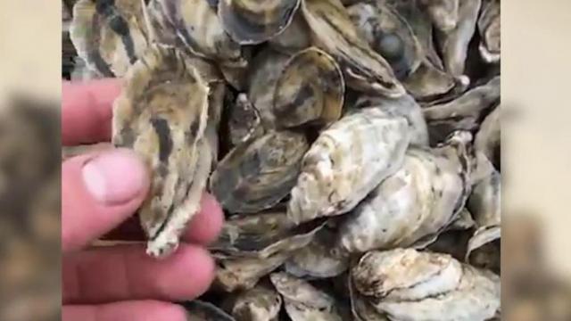 Program aims to help oyster growers, restore wild oyster habitat in NC