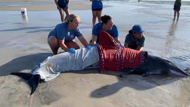 NC conservancy staff stays overnight with stranded dolphin to help animal in final hours