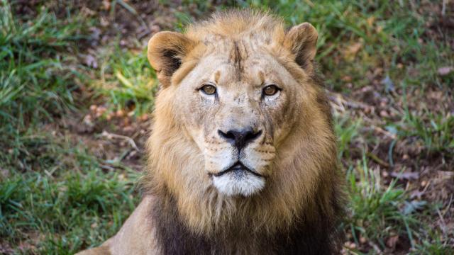 Goodbye, Reilly: NC Zoo announces sad death of 'fiercely devoted' elderly lion 