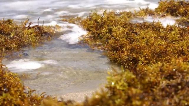 Record amount of seaweed chocking coasts of the Atlantic 