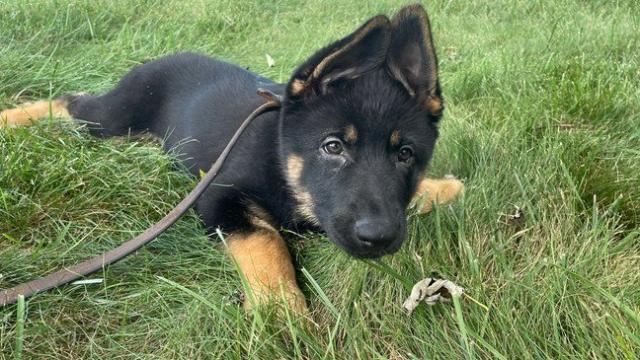Sheriff's office asking people to help name adorable 11-week-old new K-9