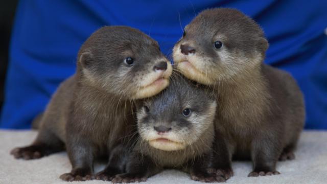 NC Aquarium needs help naming trio of otter pups