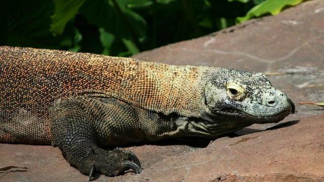 Dragons at the zoo: North Carolina Zoo to begin preparing home for Komodo dragons 
