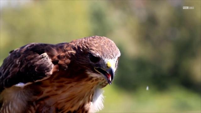 Meet birds of prey at this falconry
