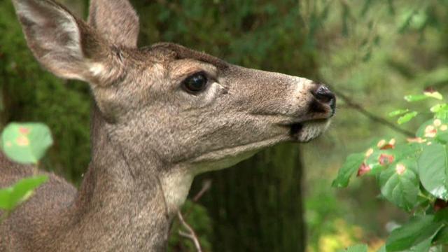 Drive safe: More deer on highways due to mating season