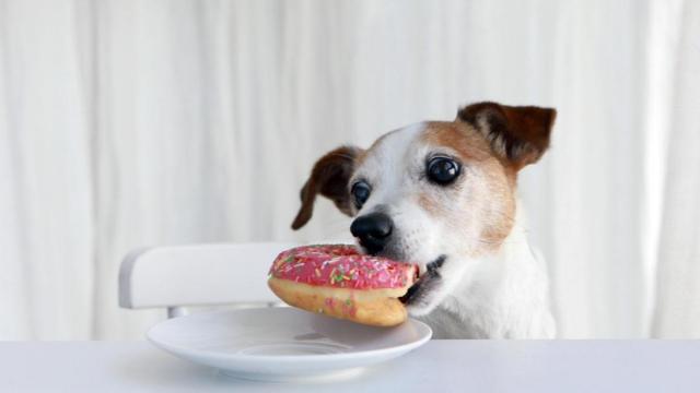 10 dangerous holiday foods to avoid giving your pet
