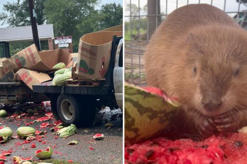A Produce Truck’s Accident On The Way To A Watermelon Festival Led To A Feast For Rescue Animals
