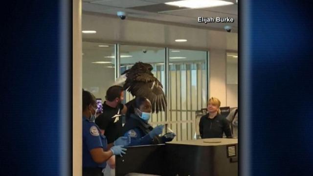 On cam: Bald eagle passes through TSA
