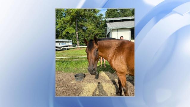 NC police horse, officer hit by suspected drunk driver 