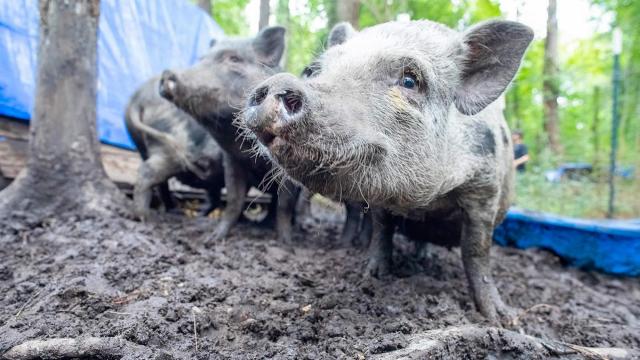 Rescuers work to save 100 pigs from unsafe living conditions in Duplin County