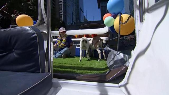 Luxury: Goats treated to river cruise for hard work clearing unwanted vegetation 