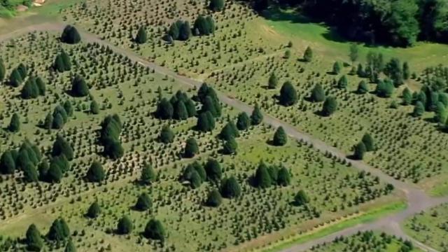 Drought could impact your Christmas tree this year 