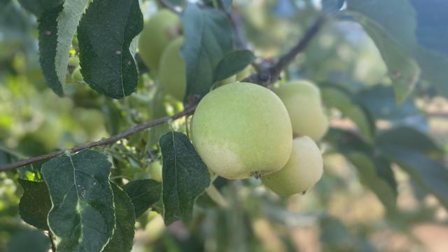You-pick apple season returns to Randolph County orchard 