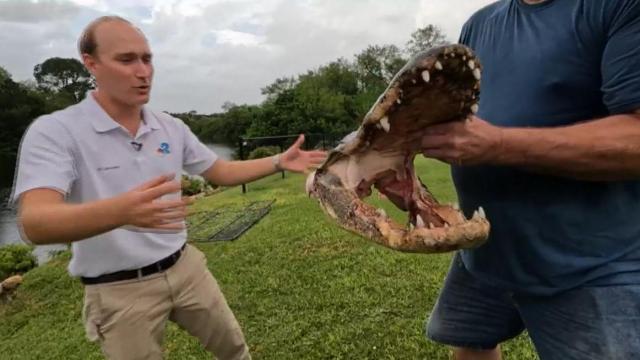 10-foot alligator captured, killed after years of wreaking havoc 
