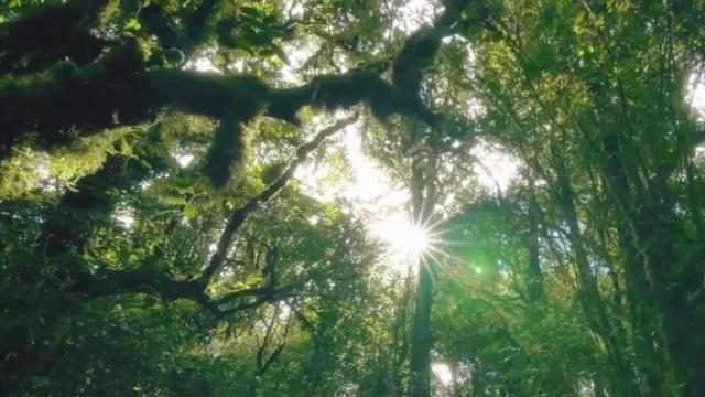 Duke students, drones helping preserve rain forest 
