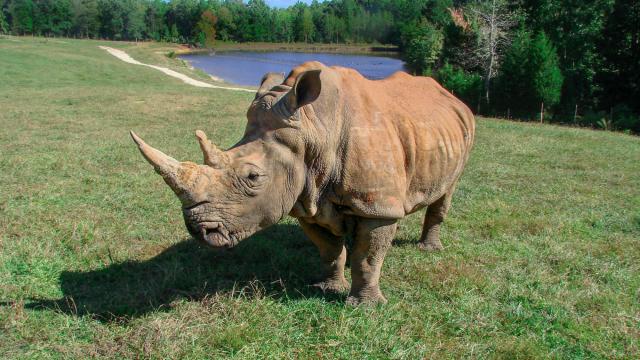 Olivia the rhino, one of NC Zoo's oldest residents, has died 