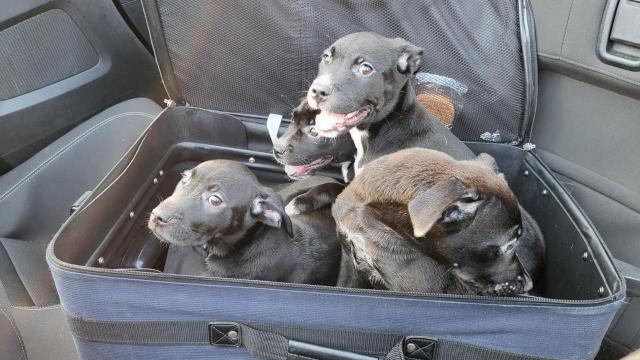 Puppies found in zipped suitcase in Guilford County 
