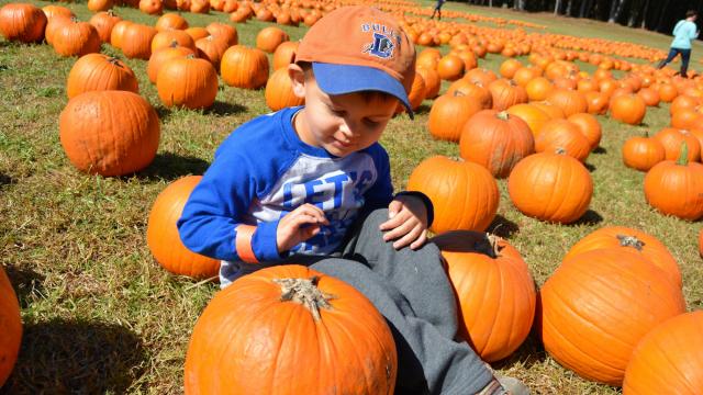 Fall into Fun: Our guide to corn mazes, hayrides and more