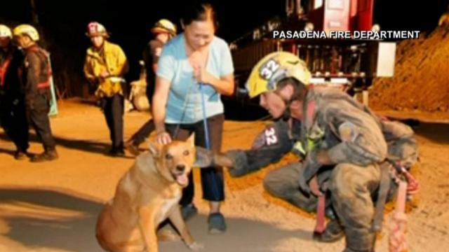 Blind dog rescued after falling into 15-foot hole 