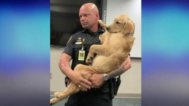 Dog found on the side of road slated to become therapy dog for Greenville police