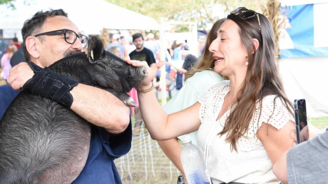 A woman meets a pig at an animal exhibit on Saturday at Farm Aid.