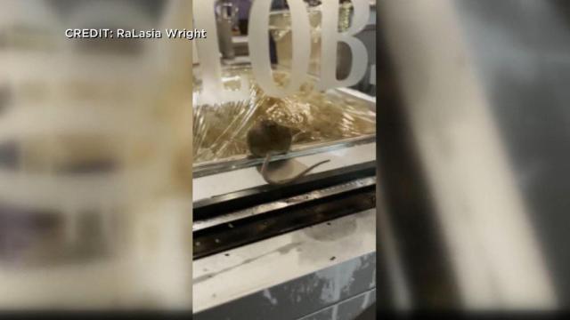 Café temporarily closes after viral rodent video