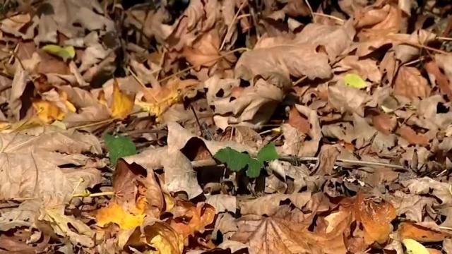Climate change may be impacting fall foliage
